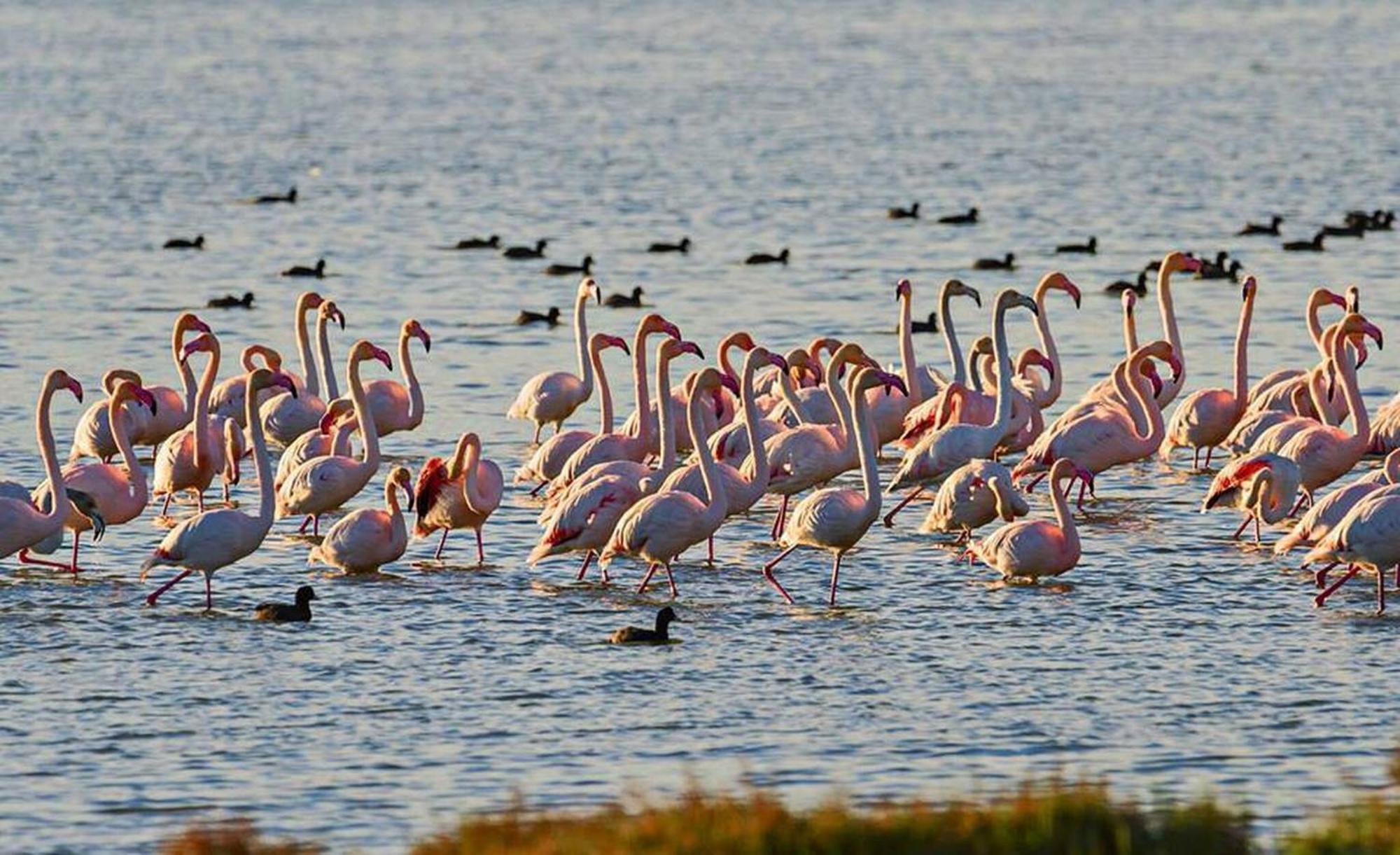 Вилла Barraca Tipica Del Delta, Con Piscina, Jardin Y Barbacoa - Deltavacaciones Сан-Жауме-де-Энвежа Экстерьер фото